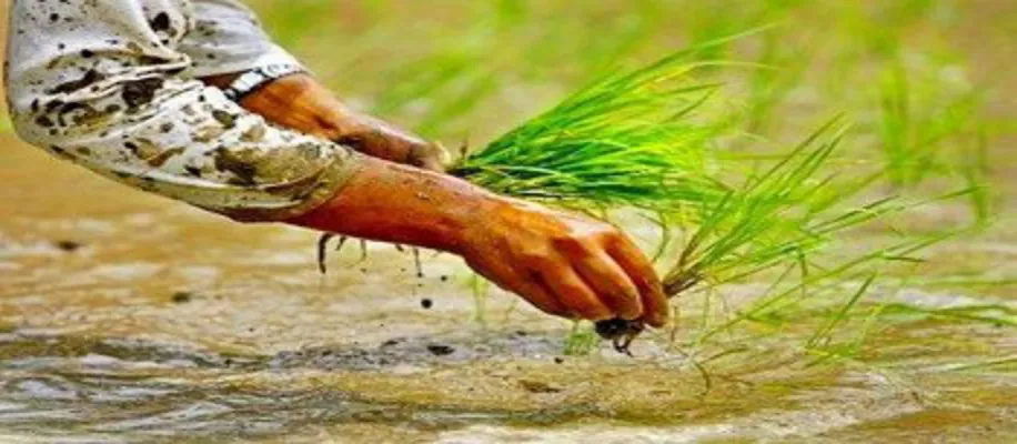 किसानों को मालामाल करेंगी यह 1500 धान की किस्म, रेट 3600 पार_8620