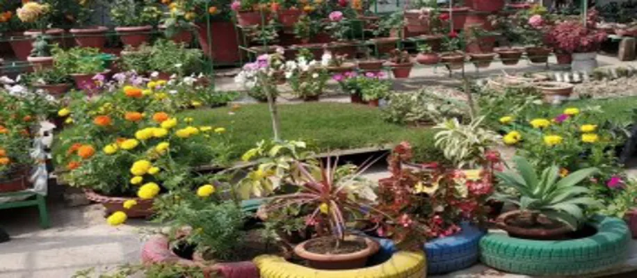 संगीत से बड़ा कर रहे पौधों को_8658