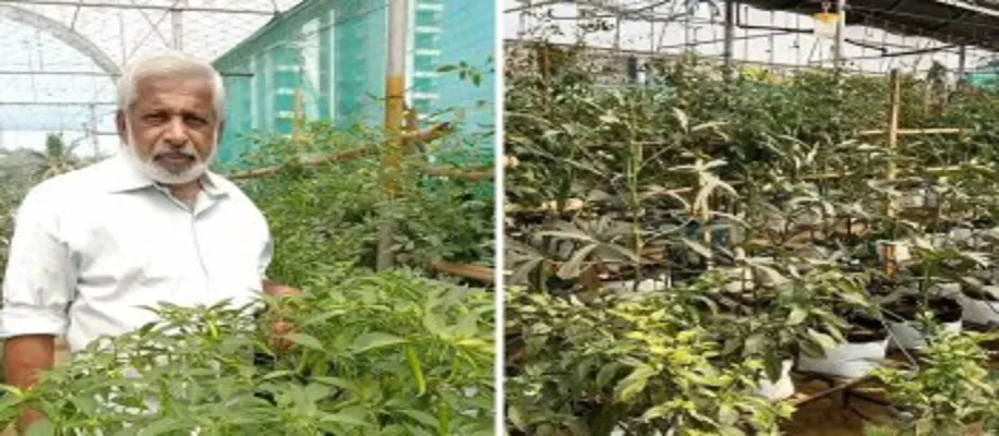 रिटायरमेंट के बाद 400 ग्रो बैग्स में रोज़ उगा रहे 20 किलो सब्जियांं_8597