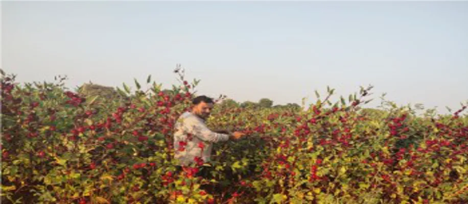 इस फसल की तन्ने से लेकर पत्ती तक की होती है बिक्री_8251