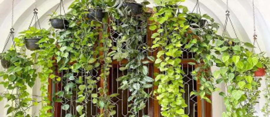 बिना धूप और मिट्टी के उगाये ये खास पौधे_8505