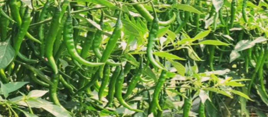 इस खेती से 70 दिन में कमाए लाखों_4264