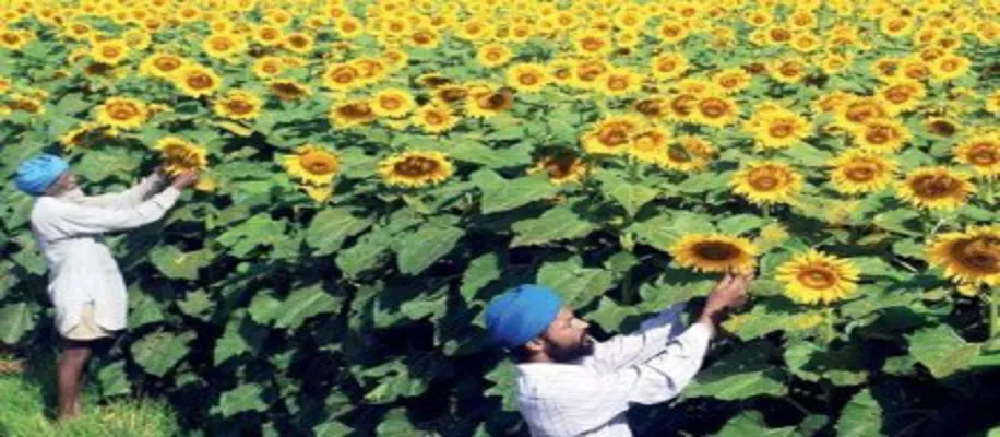 सूरजमुखी की खेती से मिलेगा तीन महीने में तीन गुना तक मुनाफा_8432