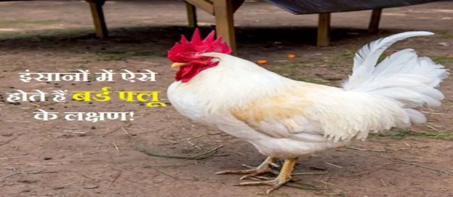 बर्ड फ्लू में ये सावधानीयाँ बरतने से पोल्ट्री फार्मिंग में फायदा_4488