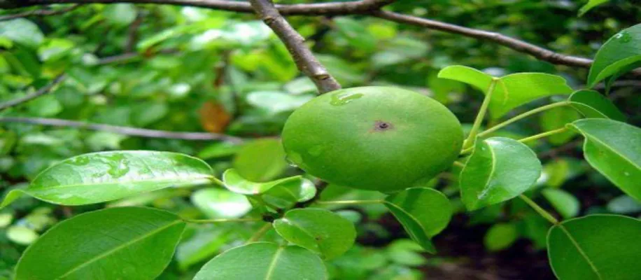 जानिए कौन से 5 खतरनाक पेड़ ले सकते हैं आपकी जान_4954