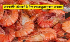 ट्रैक्टर पर सिर्फ 5%