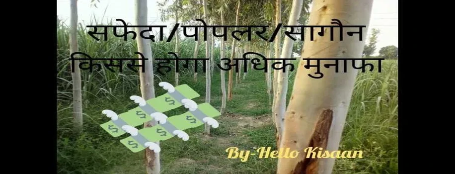 सफेदा/ चिनार/ सागौन जानिए किससे बनेंगे अमीर !!