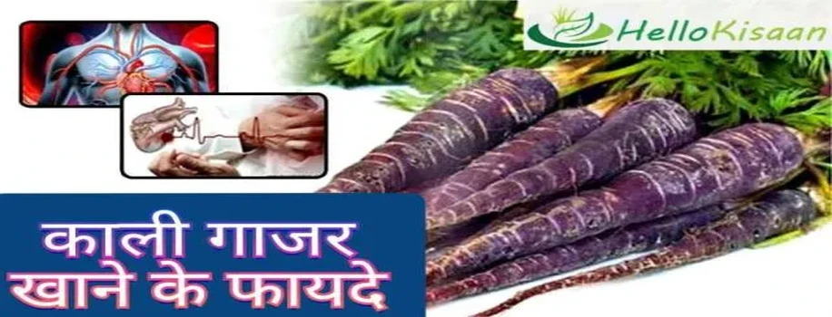 काली गाजर के अंदर छुपा है सेहत का राज 