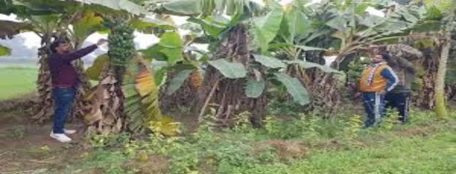 नई तकनीक से खेती करने से 3 साल में बदली किसान की किस्मत