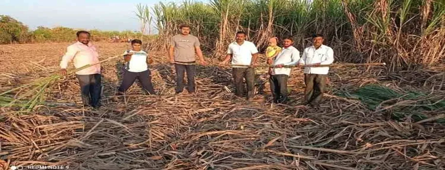 ऐसे करें गन्ने की फसल, होगी एक एकड़ भूमि में 130 टन की अधिशेष उपज,  बन जाएंगे अमीर