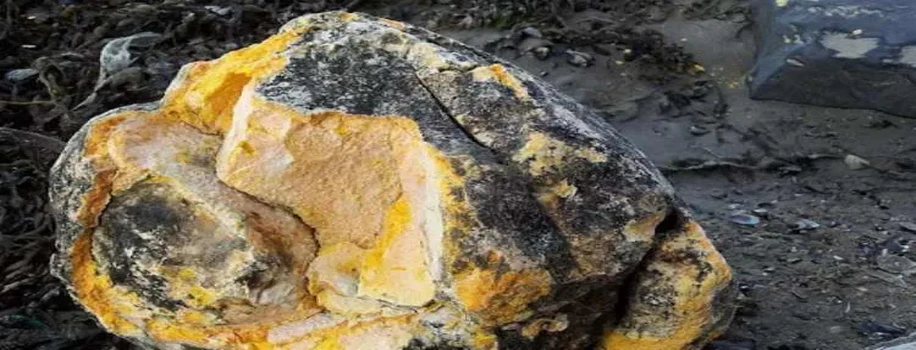 जानिए हीरे से भी ज्यादा कीमत क्यों है व्हेल की उल्टी