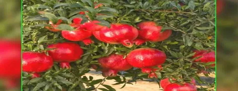 इनफोफिफ में नौकरी छोड़, खेती कर प्रतिमहा 30 लाख तक कमाती हैं ये महिला किसान