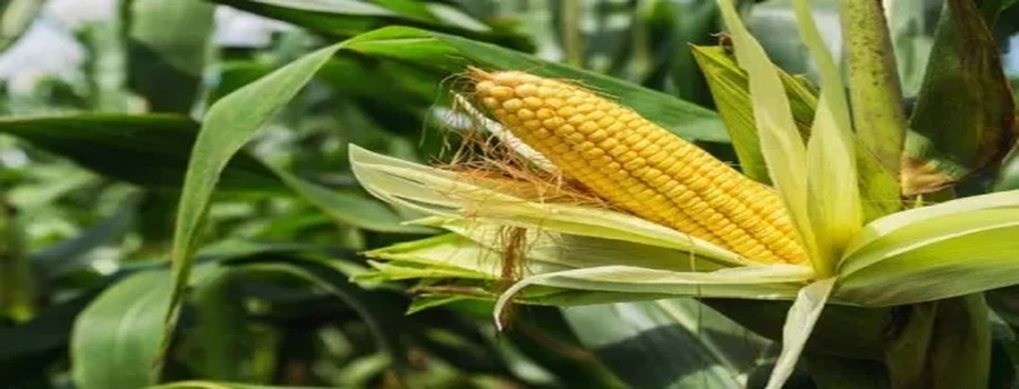 दुनियां में सबसे ज्यादा उगाई जाने वाली फसल 