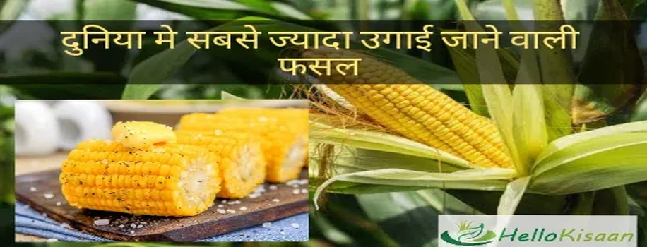 दुनियां में सबसे ज्यादा उगाई जाने वाली फसल 