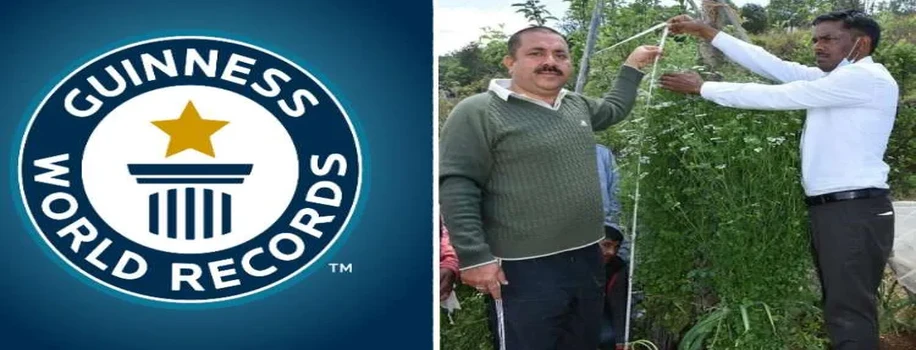ऐसे उगाया किसान ने विश्व का सबसे लंबा (2.16 मीटर) धनिया का पौधा
