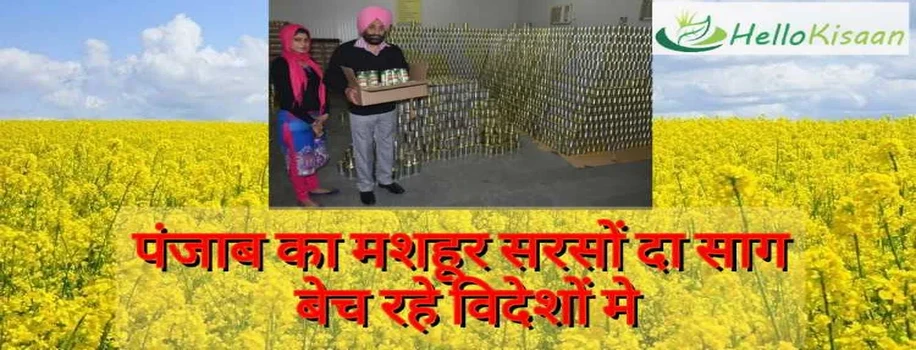 विदेशों में सरसों का साग बेचकर,लाखों रुपये कमाता है यह किसान |