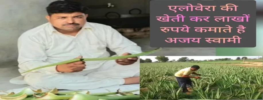 एलोवेरा की खेती कर लाखों रुपये कमाते है अजय स्वामी