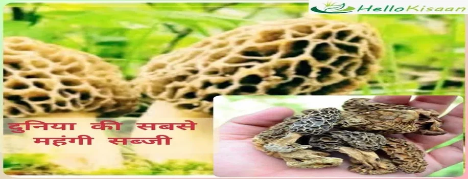 दुनिया की सबसे महंगी सब्जी, खाने के लिए लेना पड़ेगा बैंक से लोन 