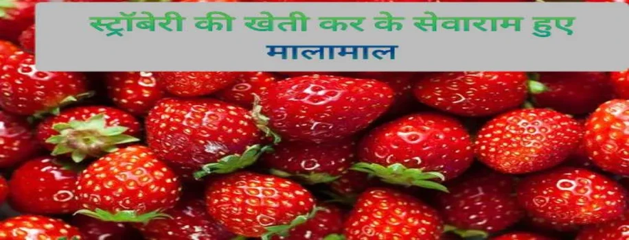 स्ट्रॉबेरी की खेती कर के सेवाराम हुए मालामाल