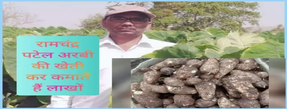रामचंद्र पटेल अरबी की खेती कर कमातें हैं लाखों