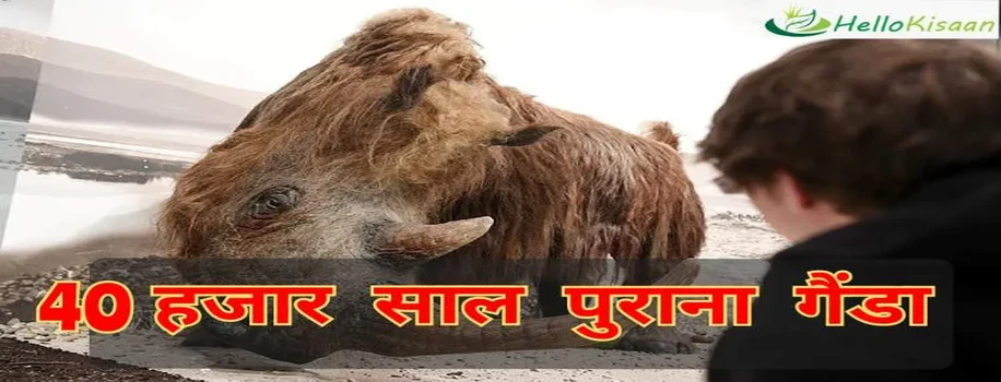 40 हजार साल पुराना बालों वाला गैंडा मिला