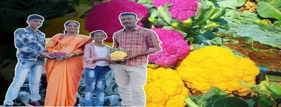 ऐसे उगाई किसान ने गुलाबी और पीले रंग की फूलगोभी, कर रहा है अच्छी कमाई