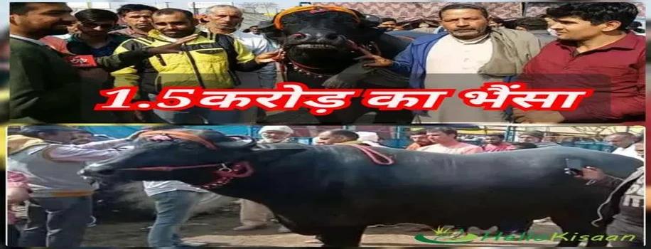 1.5 करोड़ का  भैंसा लेके पहुंचे किसानो का समर्थन करने