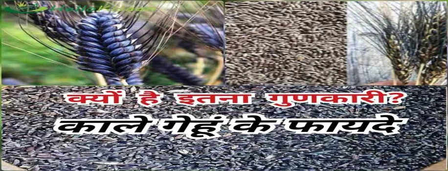 काले गेहूं के फायदे, क्यों है इस गेहूं का रंग काला 