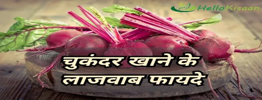 चुकंदर के फायदे जान रह जायेंगे हैरान