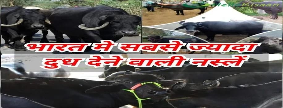 भारत में सबसे ज्यादा दूध देने वाली भैंस की नस्लें