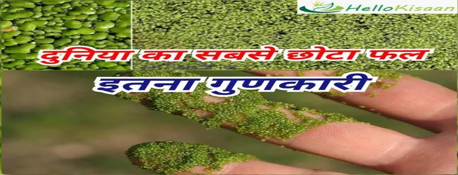 दुनिया का सबसे छोटा फल
