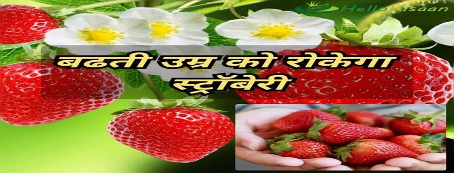 रूप निखारने के लिए कीजिए स्ट्रॉबेरी का इस्तेमाल