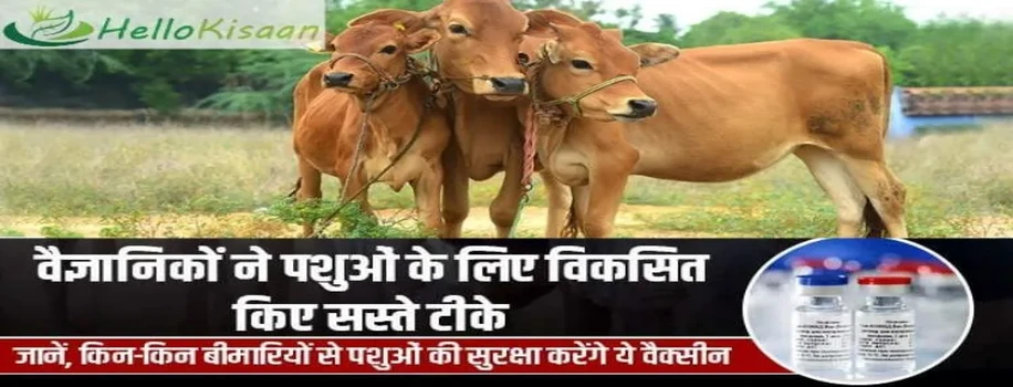 वैज्ञानिकों ने पशुओं के लिए विकसित किए सस्ते टीके