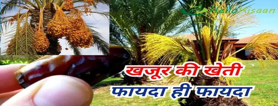 खजूर की खेती से किसान बनेगा करोड़पति