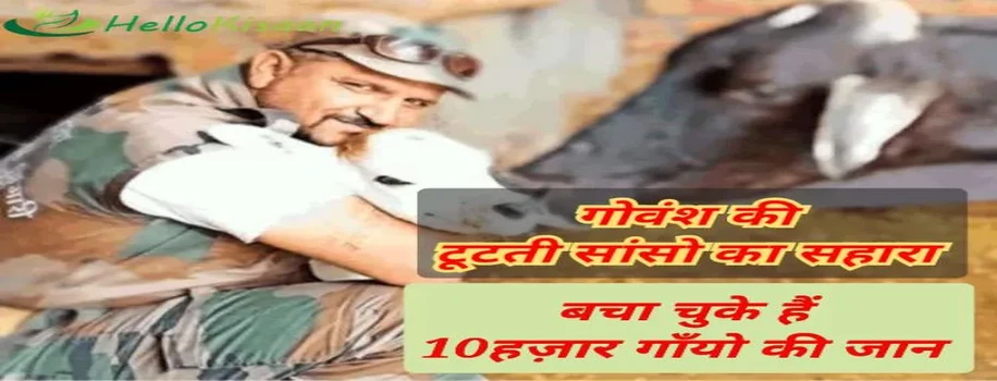 गोवंश की टूटती सांसों का सहारा,बचा चुके हैं 10 हज़ार गोवंश की जान