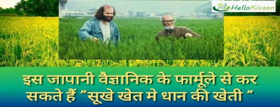 जापान के इस वैज्ञानिक के फार्मूले से आप कर सकते है सूखे खेत में धान की खेती