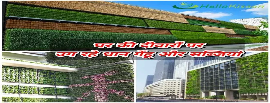 घर की दीवारों पर उगाये गेहूं ओर बाकी सब्जियां