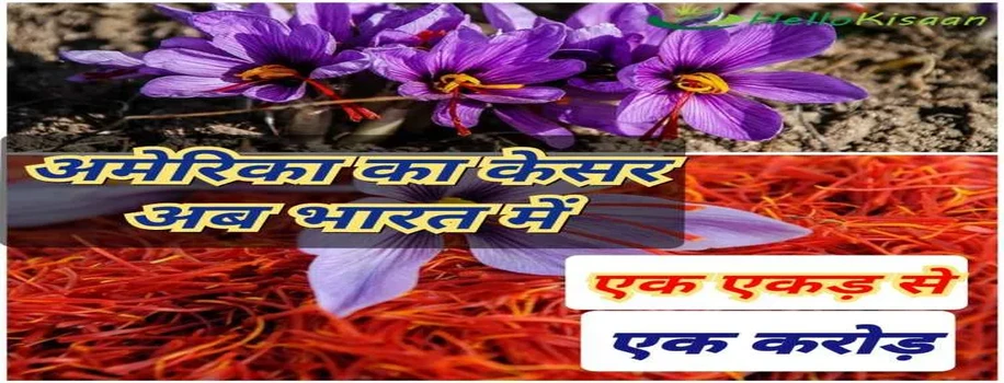 एक एकड़ में हुआ एक करोड़ का अमेरिकी केसर