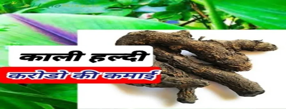 काली हल्दी,लाखो गुण करोड़ो की कमाई