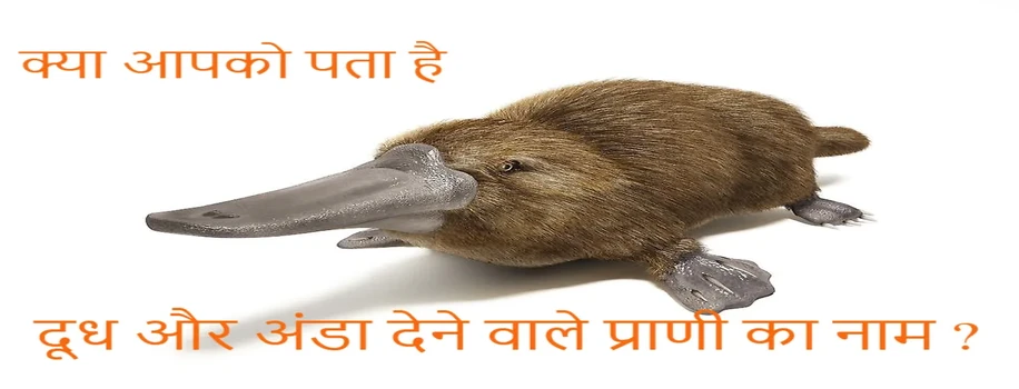 क्या आपको पता है दूध और अंडा देने वाले प्राणी का नाम ?