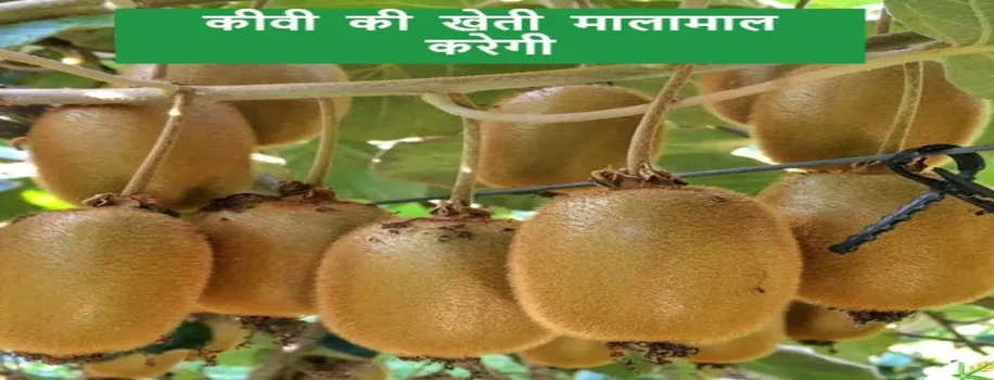 कीवी की खेती मालामाल करेगी