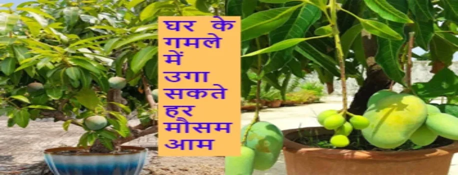घर के गमले में उगा सकते हर मौसम आम