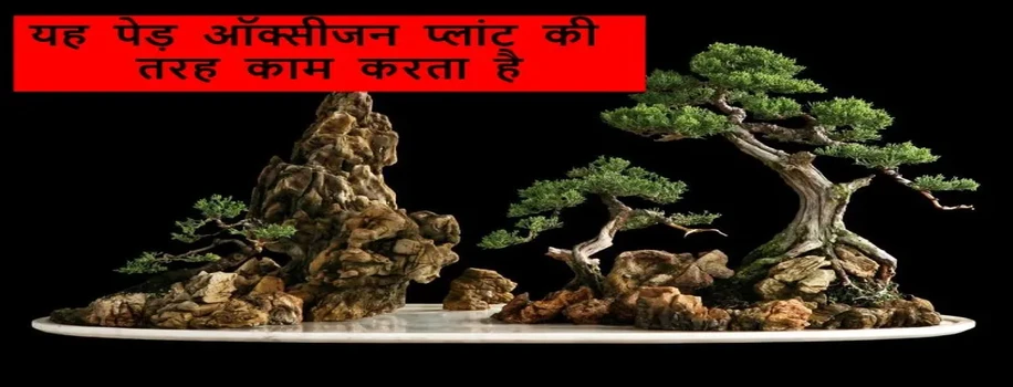 यह पेड़ ऑक्सीजन प्लांट की तरह काम करता है