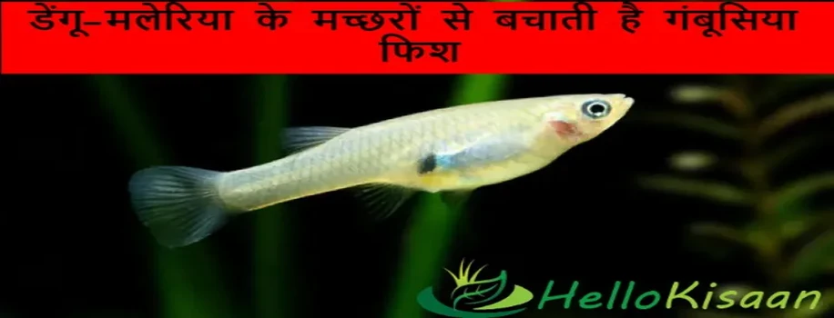 डेंगू-मलेरिया के मच्छरों से बचाती है गंबूसिया फिश
