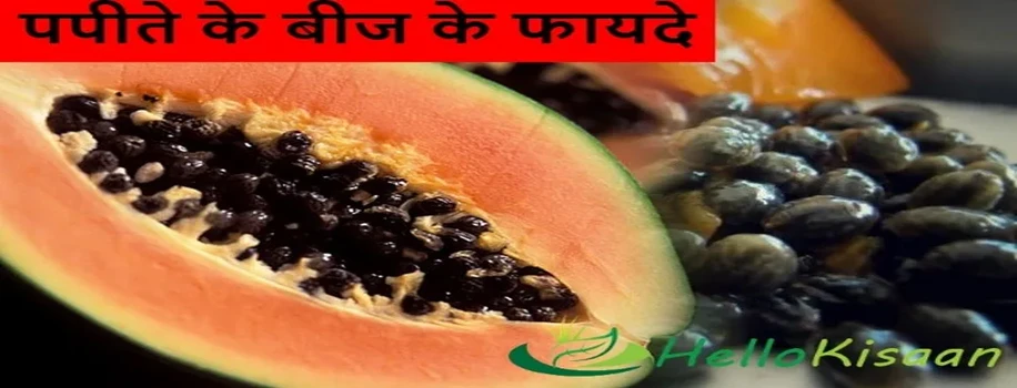 पपीते के बीज के फायदे