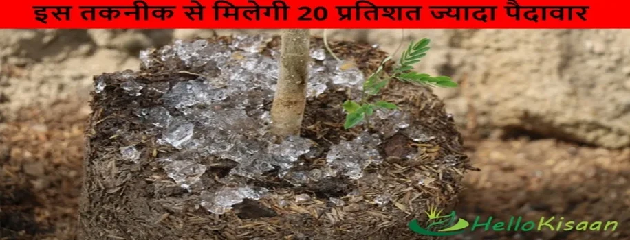 इस तकनीक से मिलेगी 20 प्रतिशत ज्यादा पैदावार