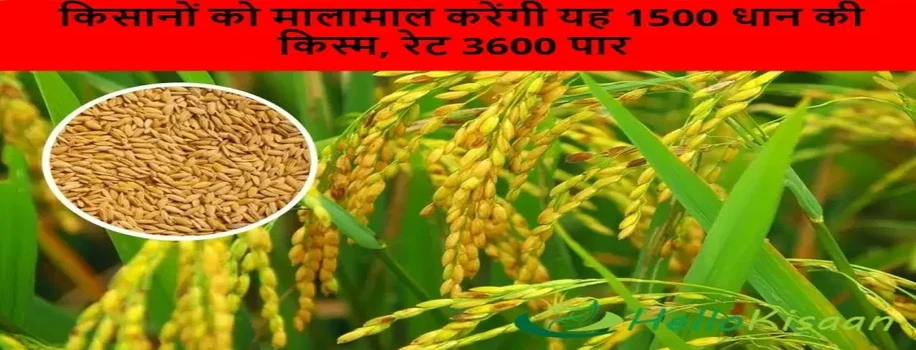 किसानों को मालामाल करेंगी यह 1500 धान की किस्म, रेट 3600 पार