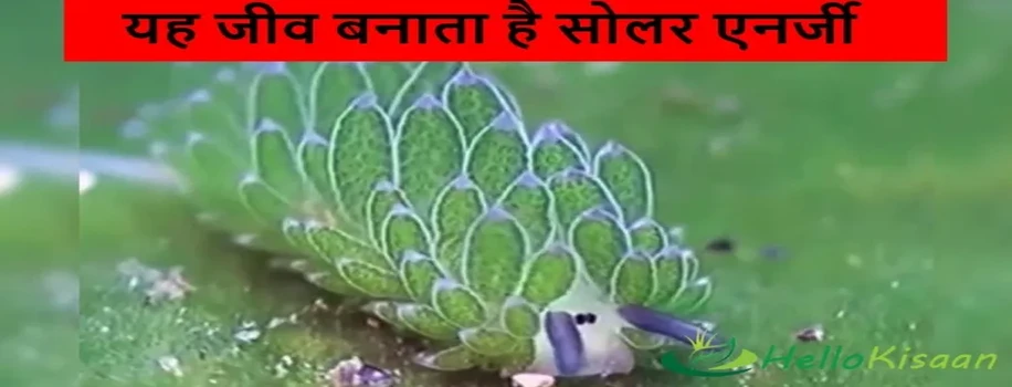 यह जीव बनाता है सोलर एनर्जी