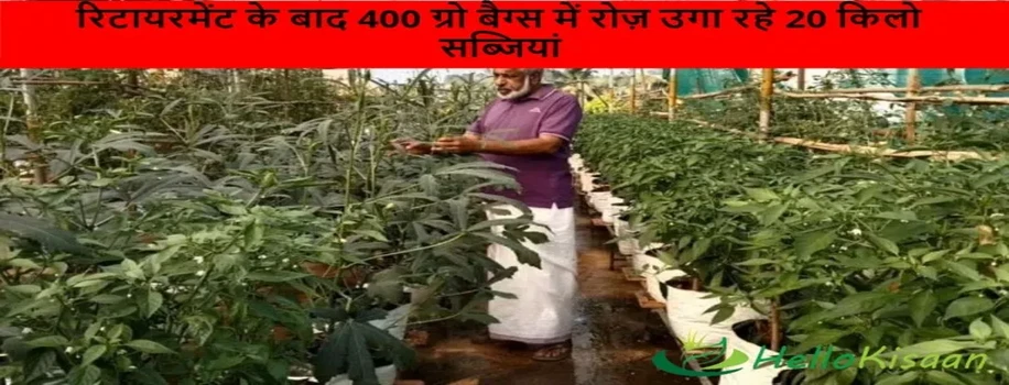 रिटायरमेंट के बाद 400 ग्रो बैग्स में रोज़ उगा रहे 20 किलो सब्जियांं