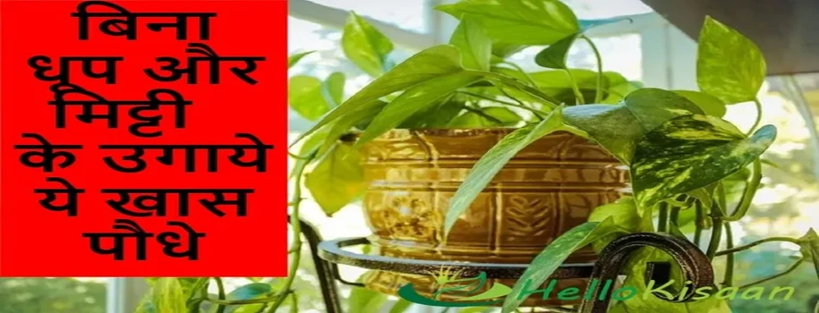 बिना धूप और मिट्टी के उगाये ये खास पौधे